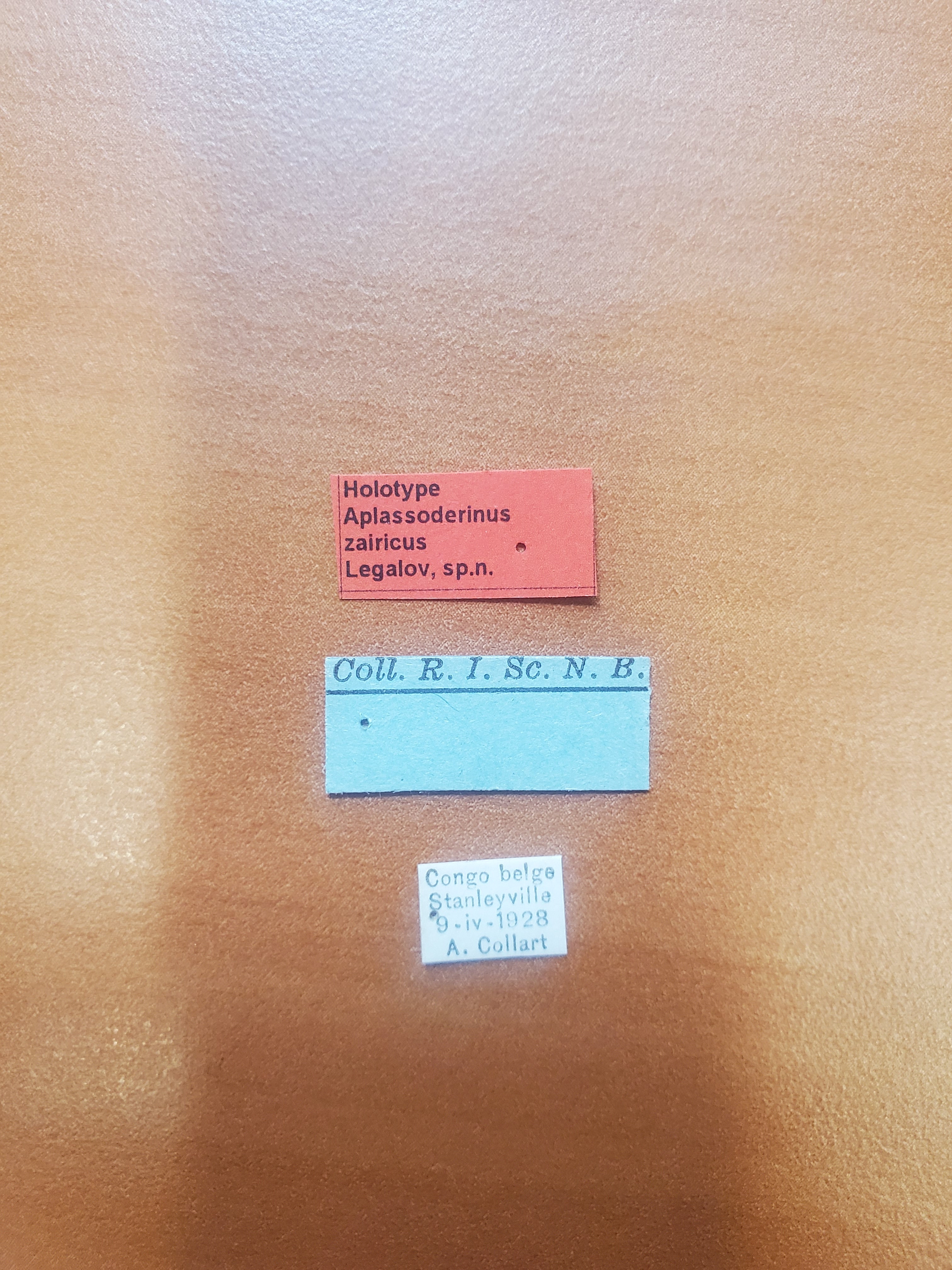 Aplassoderinus zairicus ht Labels