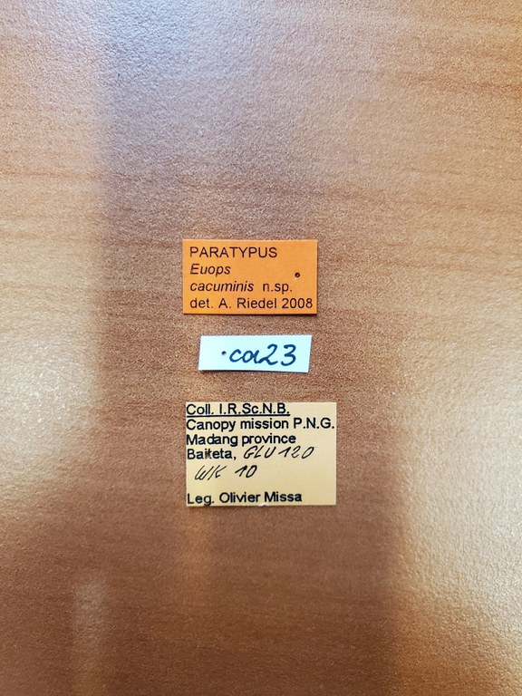 Euops cacuminis pt Labels