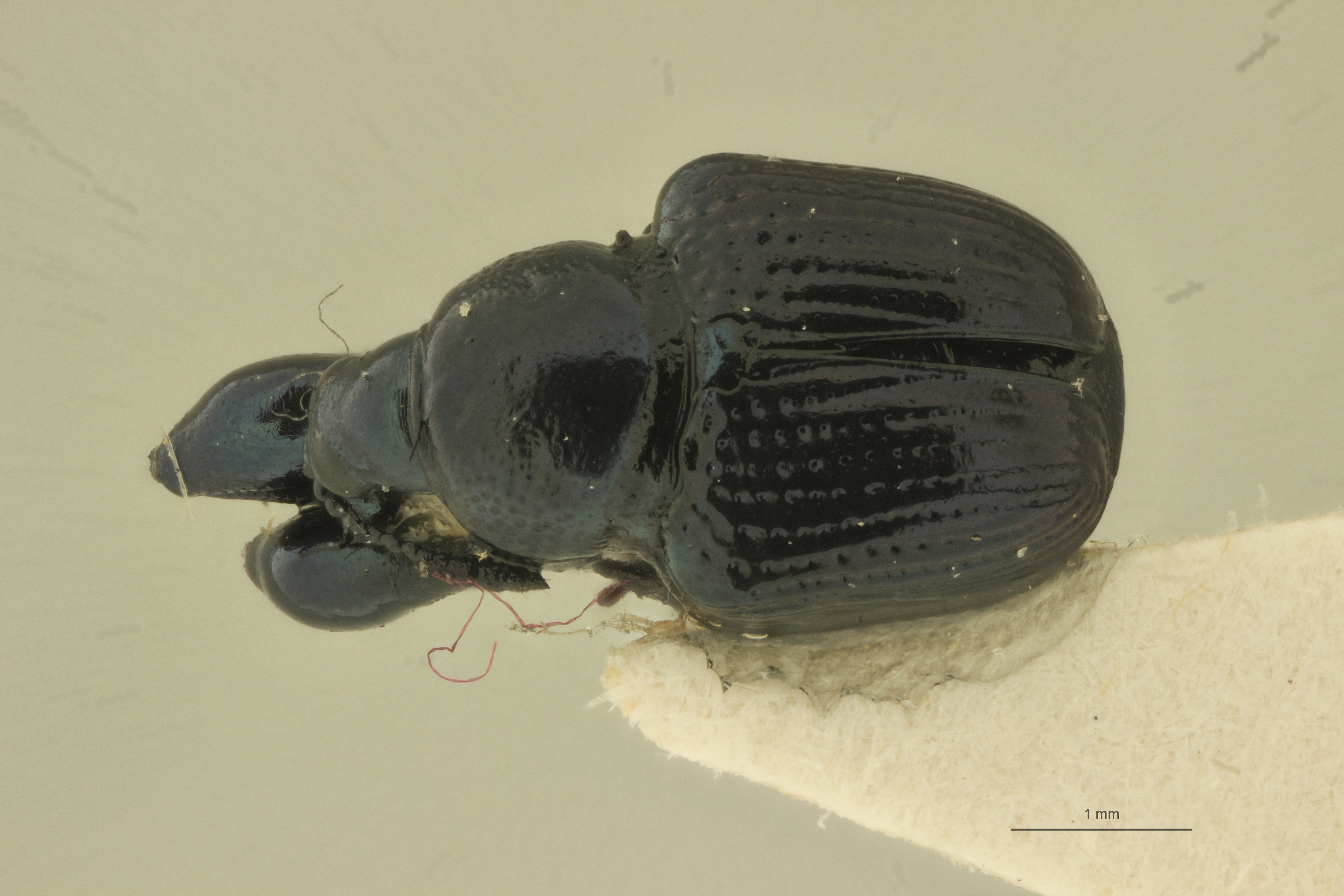 Euops cacuminis pt D