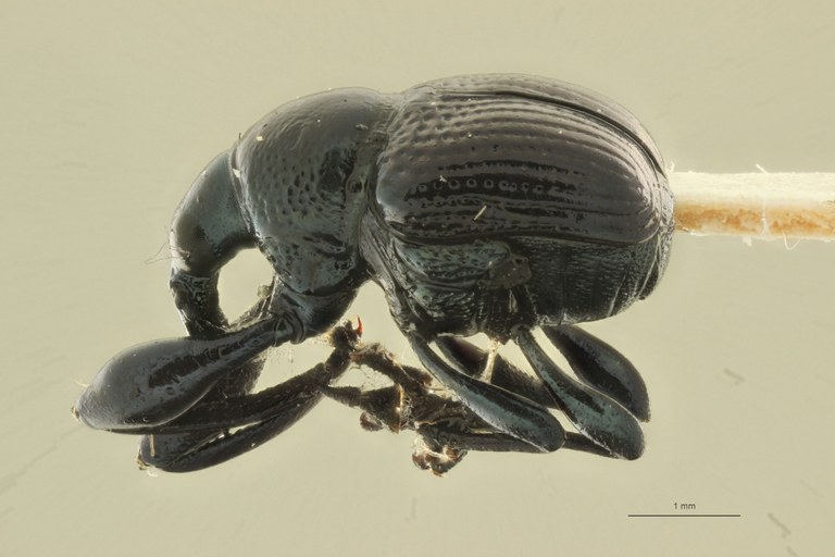 Euops cacuminis pt L