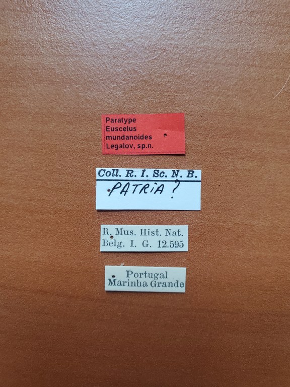 Euscelus mundanoides pt Labels
