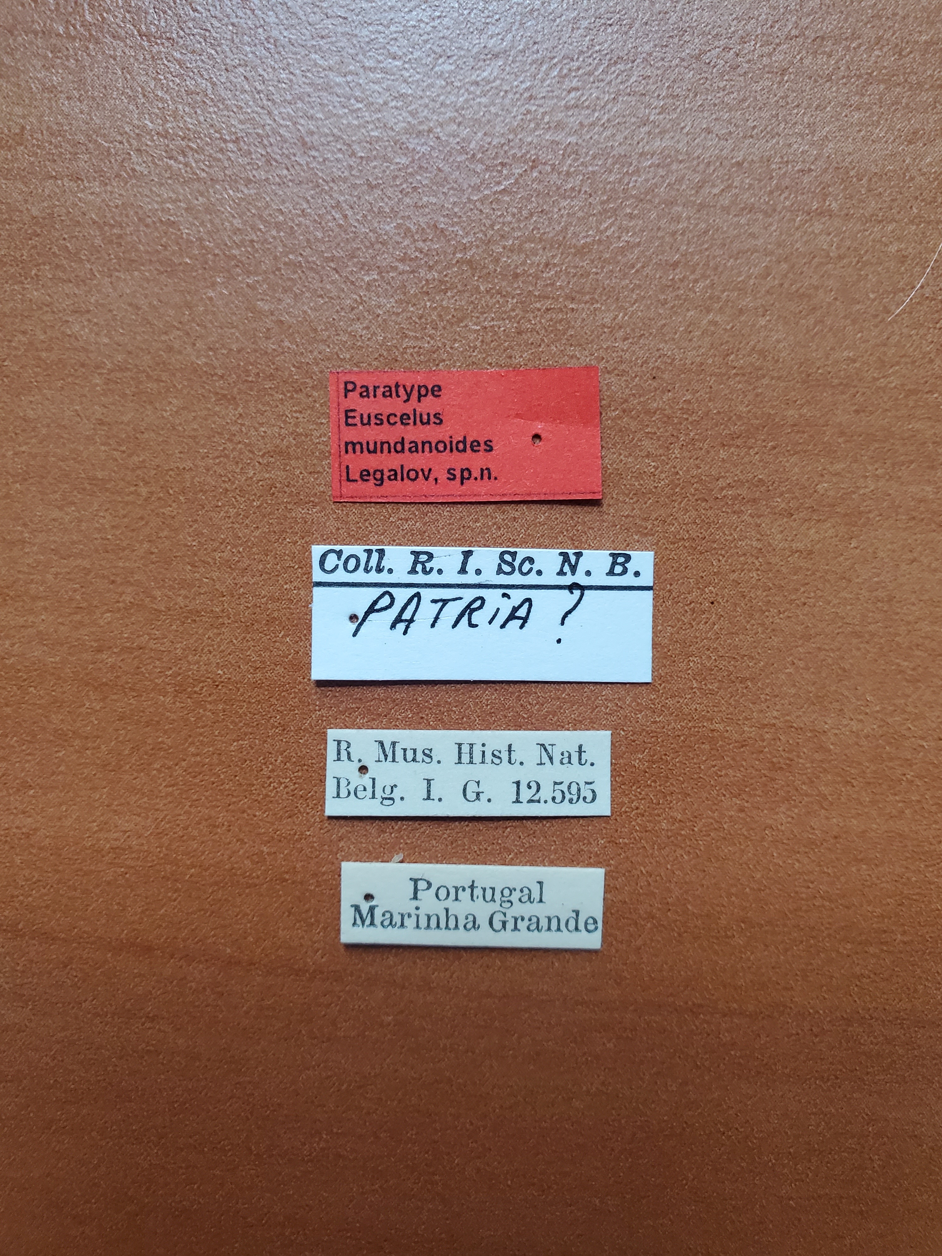 Euscelus mundanoides pt Labels