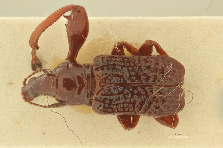 Euscelus mundanoides pt D