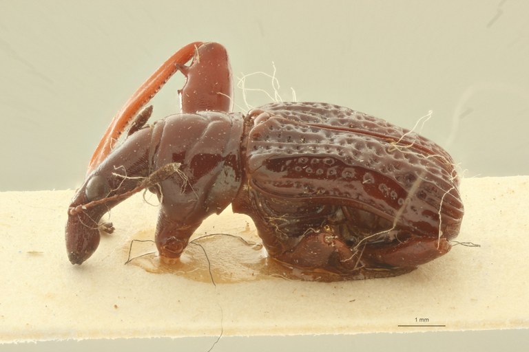 Euscelus mundanoides pt L