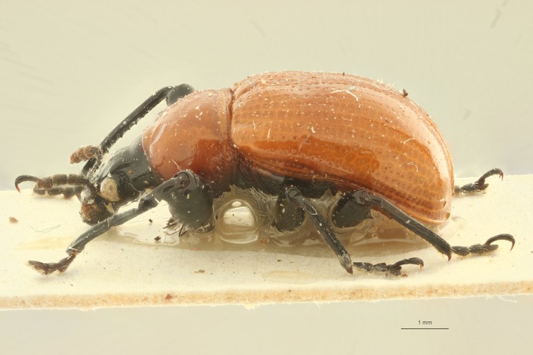 Henicolaboides nanlingensis pt L