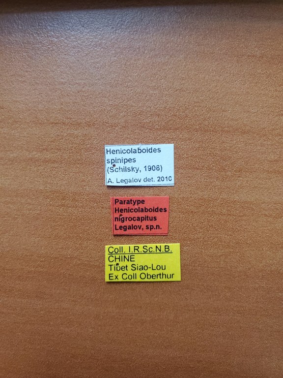 Henicolaboides nigrocapitus pt Labels