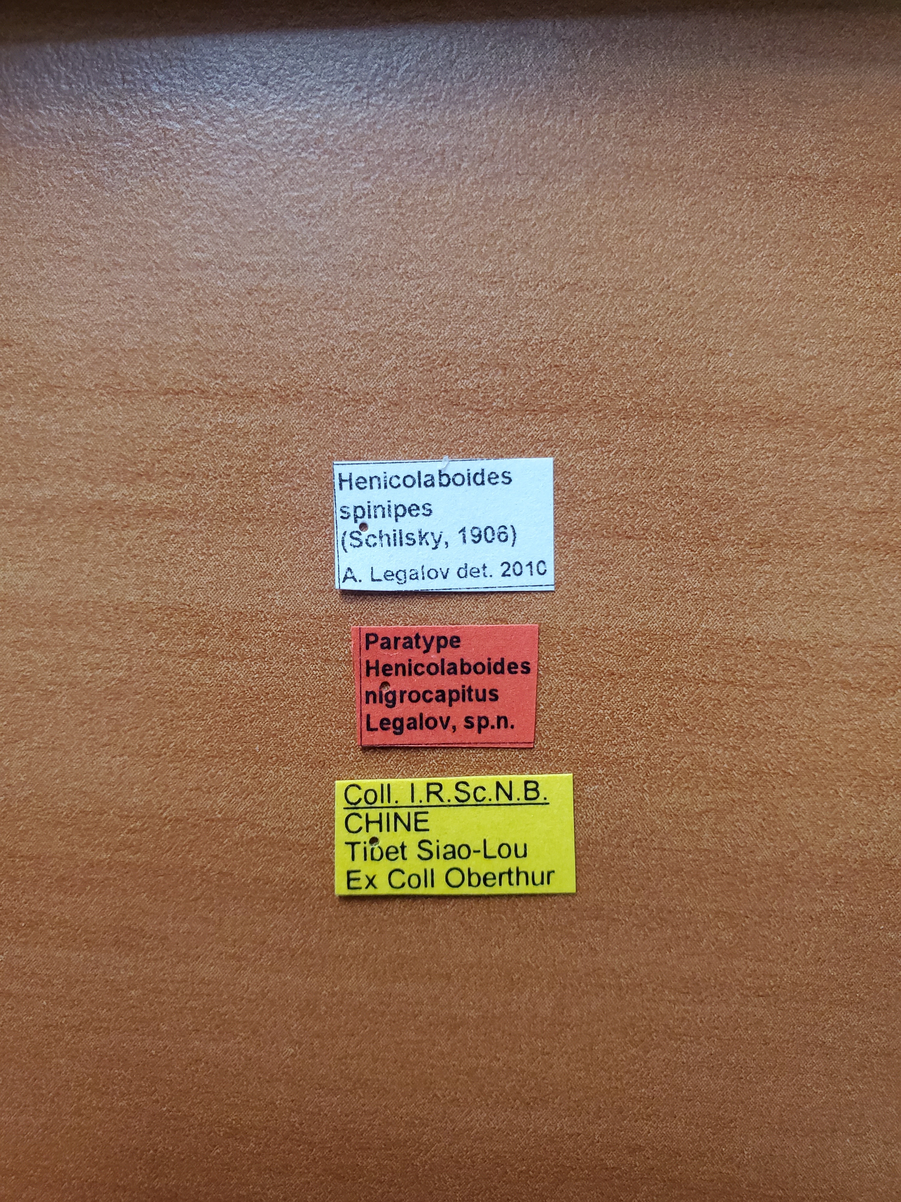 Henicolaboides nigrocapitus pt Labels