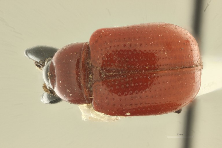 Henicolaboides nigrocapitus pt D