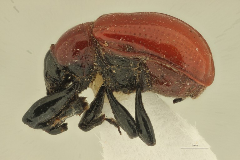 Henicolaboides nigrocapitus pt L