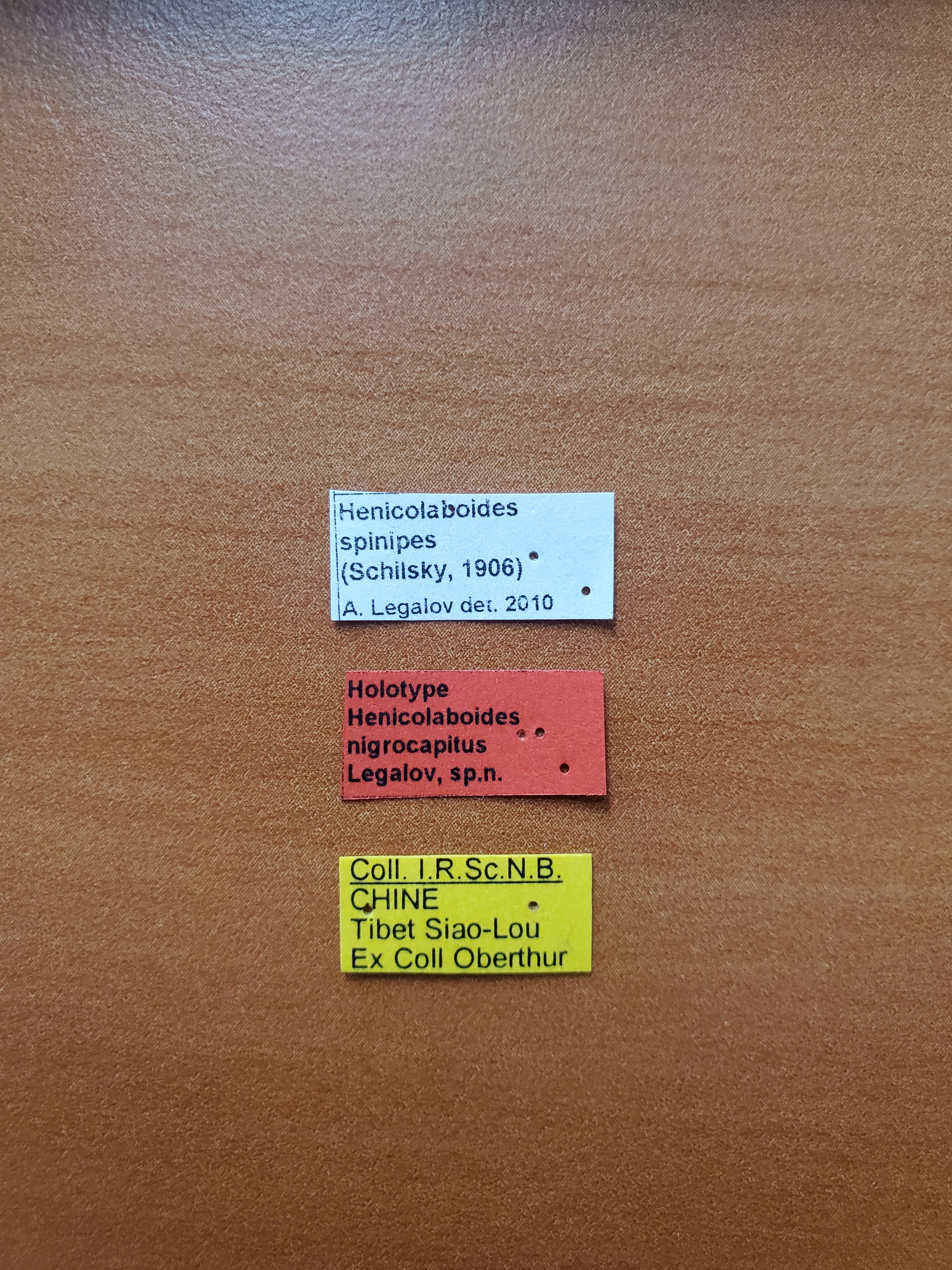 Henicolaboides nigrocapitus ht Labels