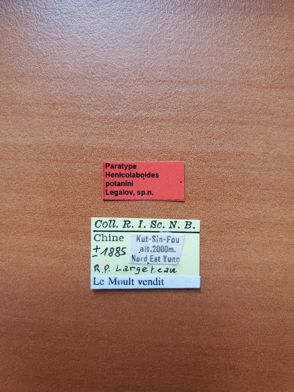 Henicolaboides potanini pt Labels