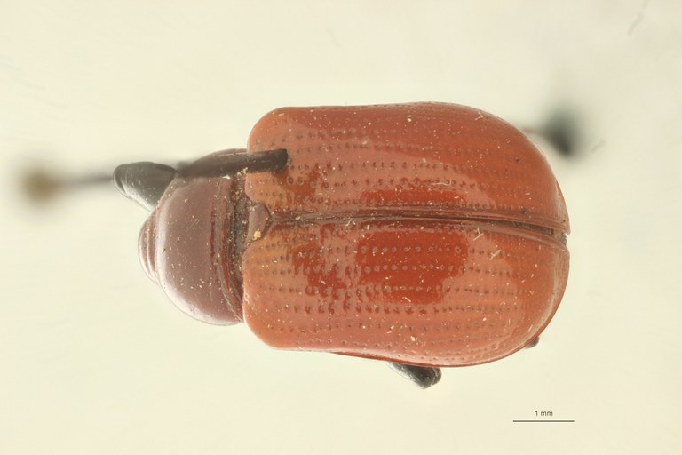 Henicolaboides potanini pt D