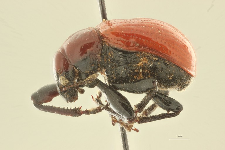 Henicolaboides potanini pt L