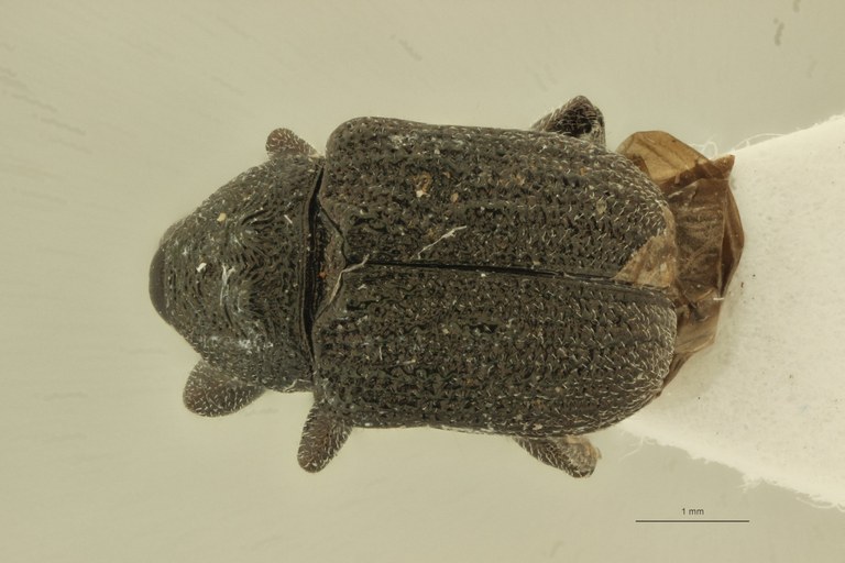 Homalopsinus muhezensis pt D