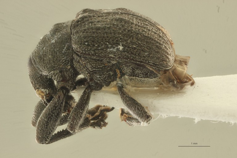 Homalopsinus muhezensis pt L