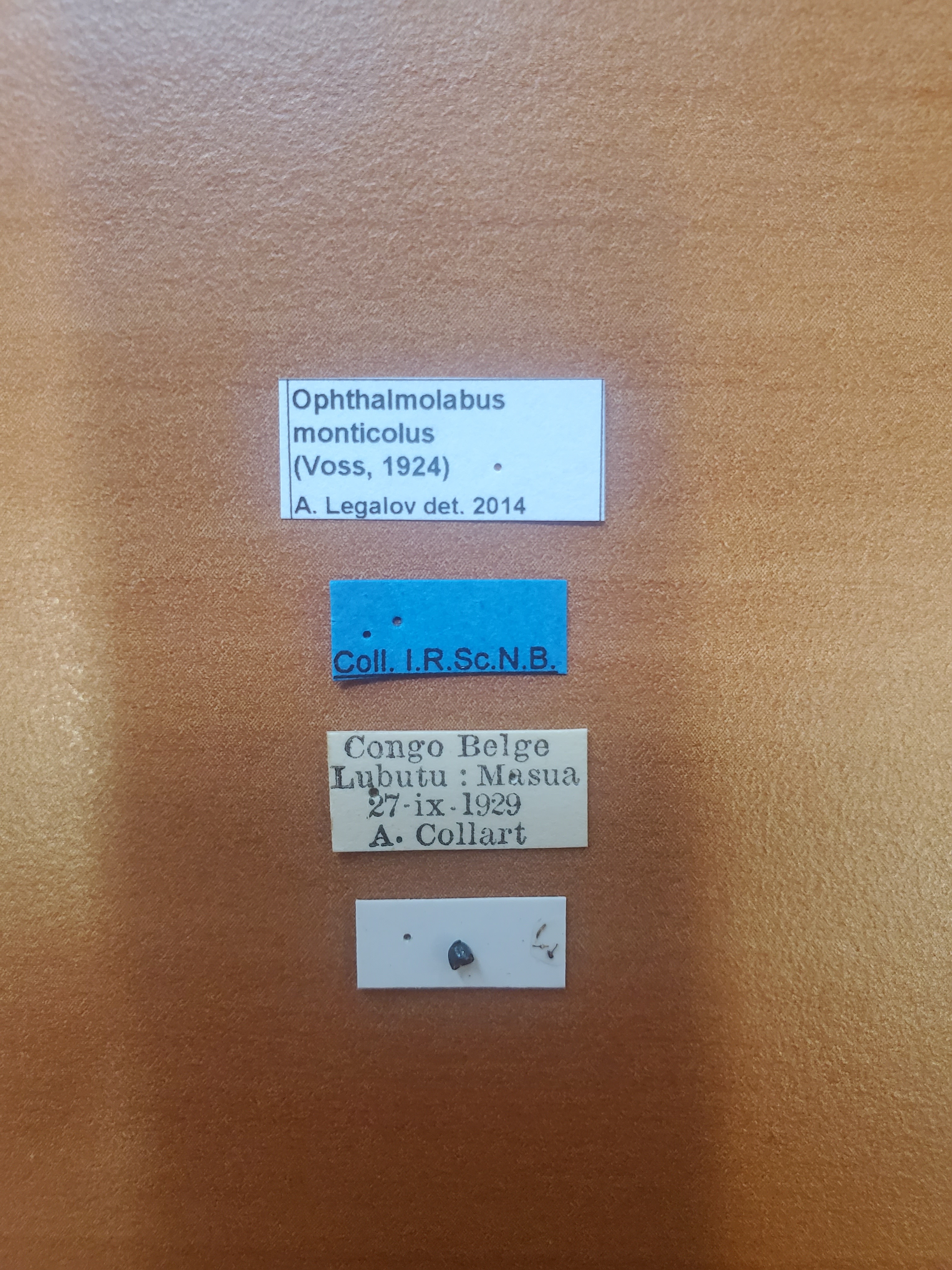 Ophthalmolabus monticolus ht Labels