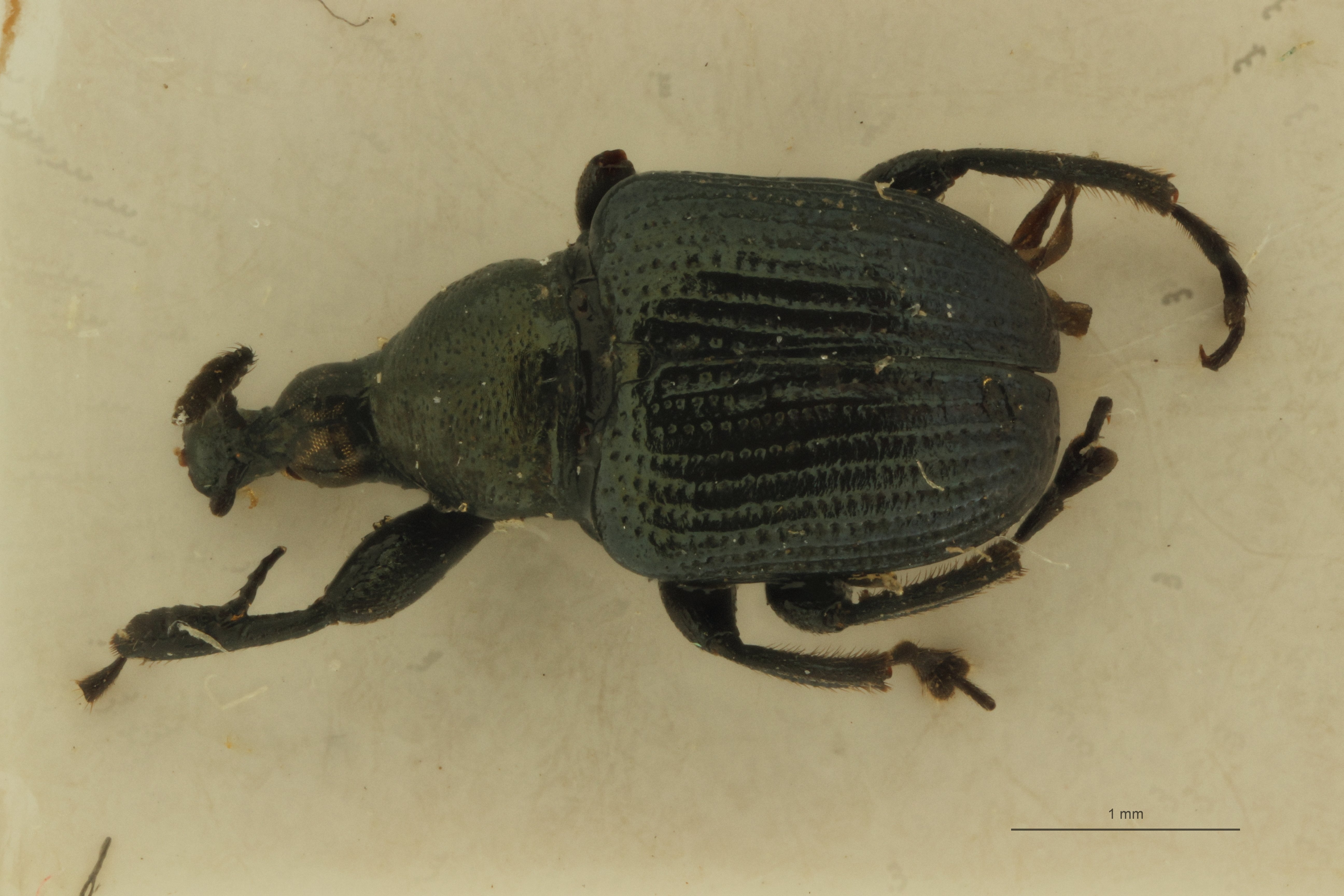 Ophthalmolabus monticolus ht D