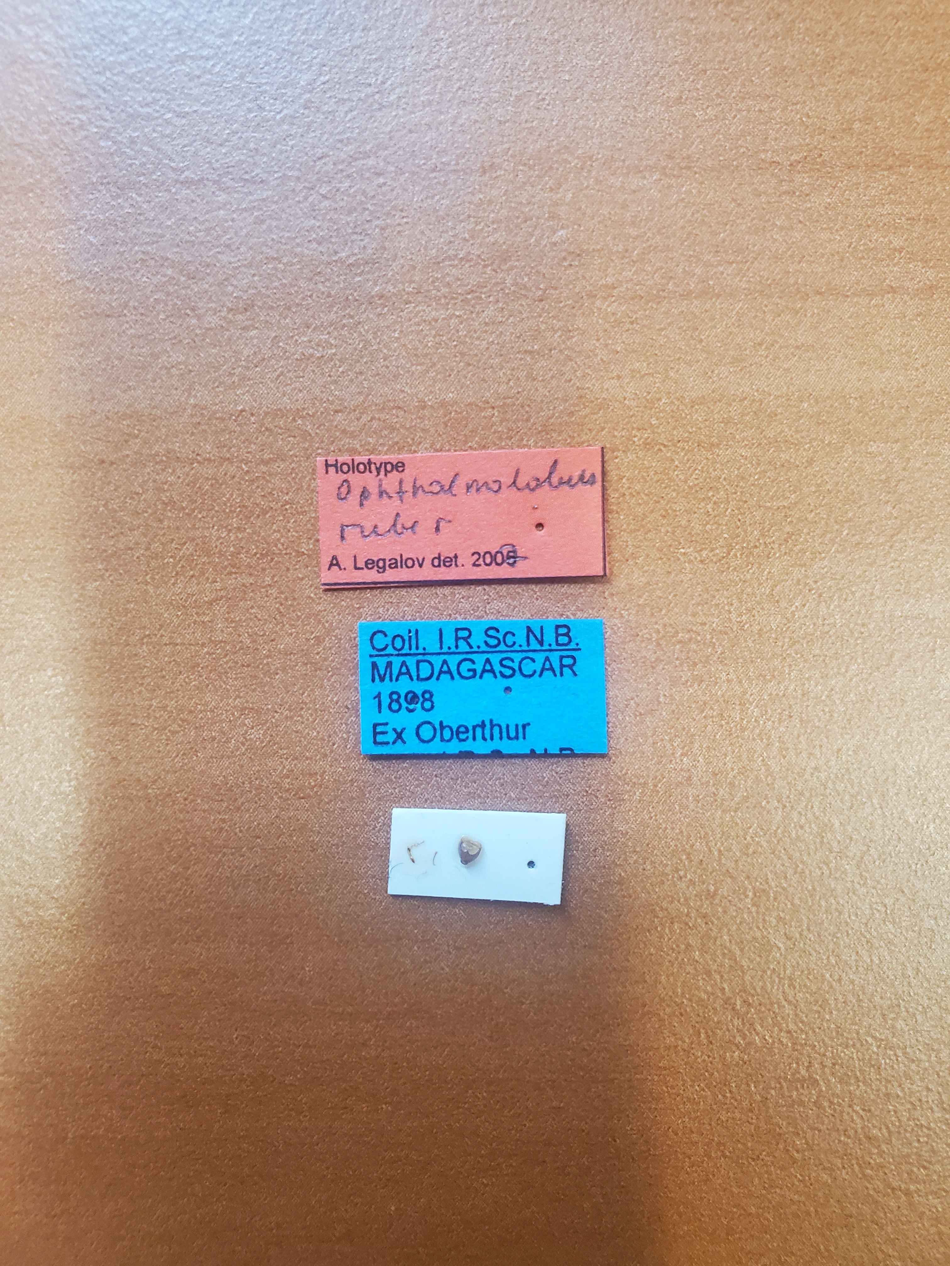 Ophthalmolabus ruber ht Labels