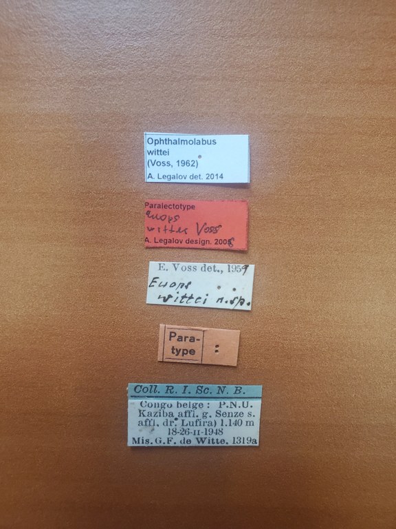 Ophthalmolabus wittei plt Labels