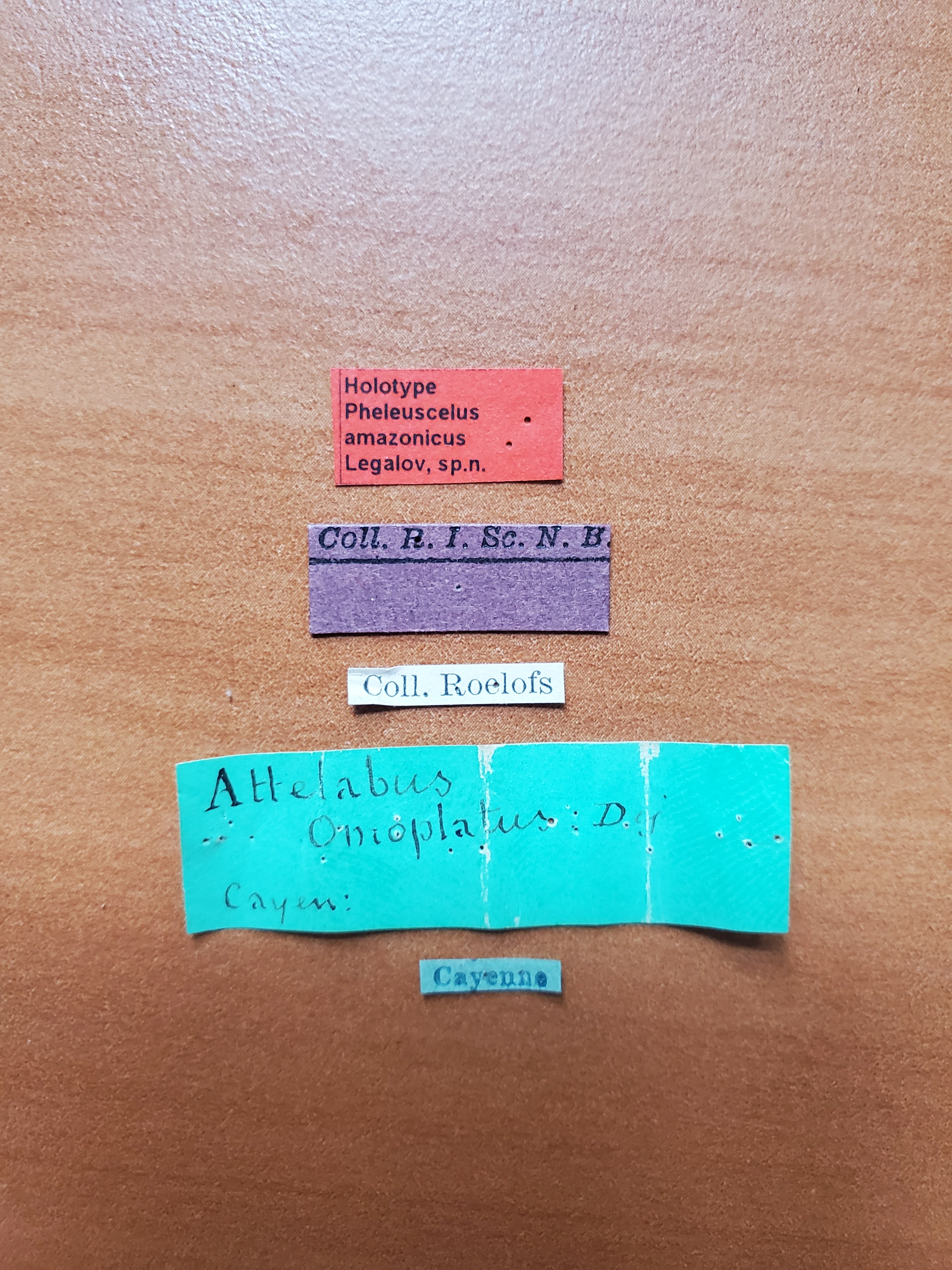 Pheleuscelus omoplatus pt Labels