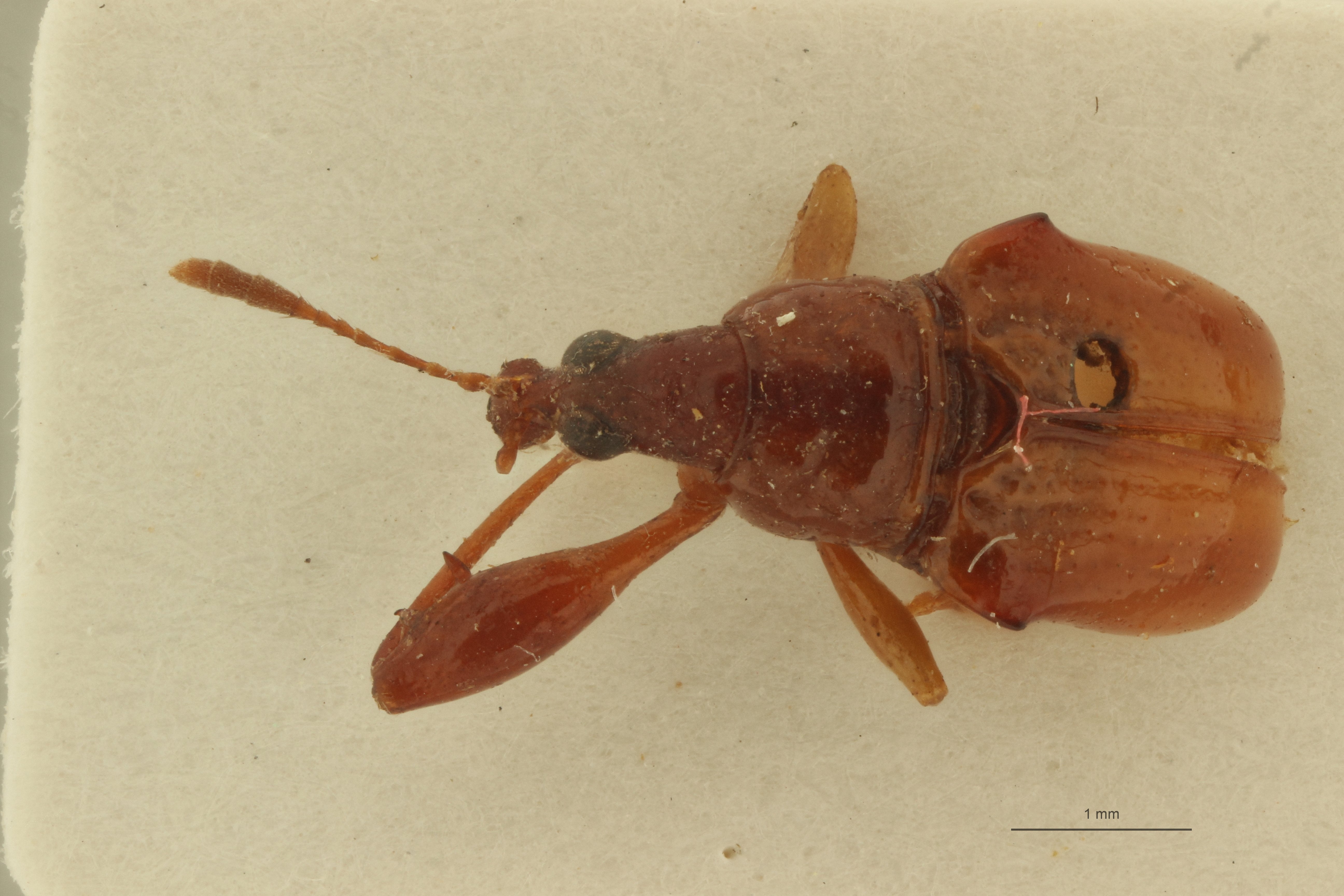 Pheleuscelus omoplatus pt D