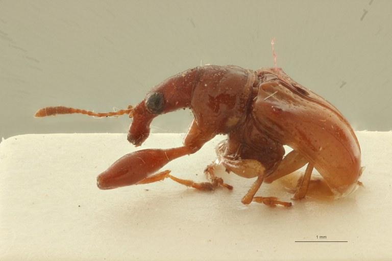 Pheleuscelus omoplatus pt L