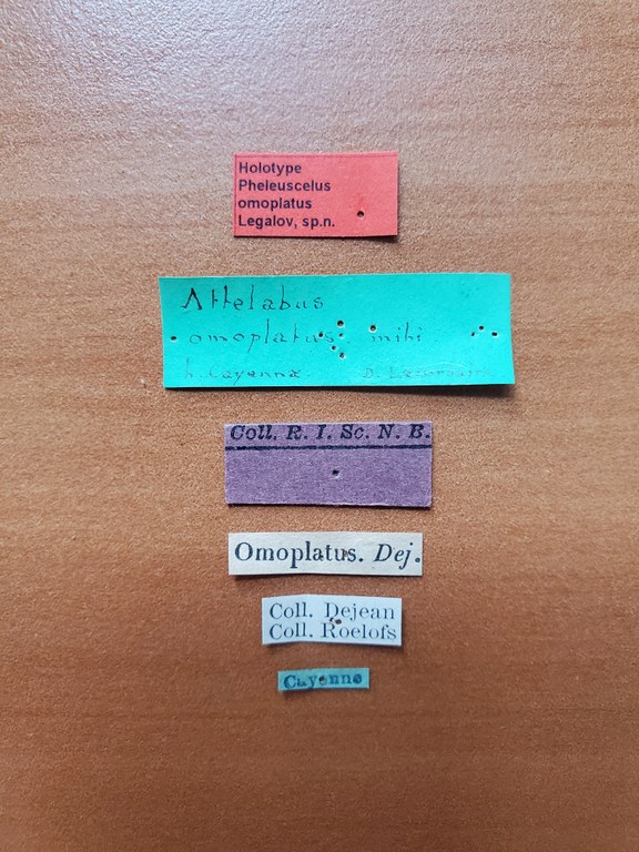 Pheleuscelus omoplatus ht Labels