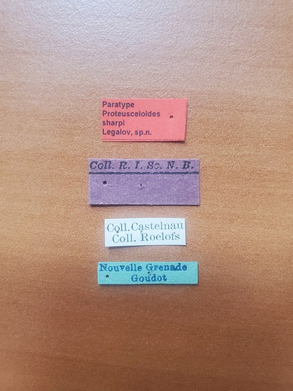 Proteusceloides sharpi pt Labels