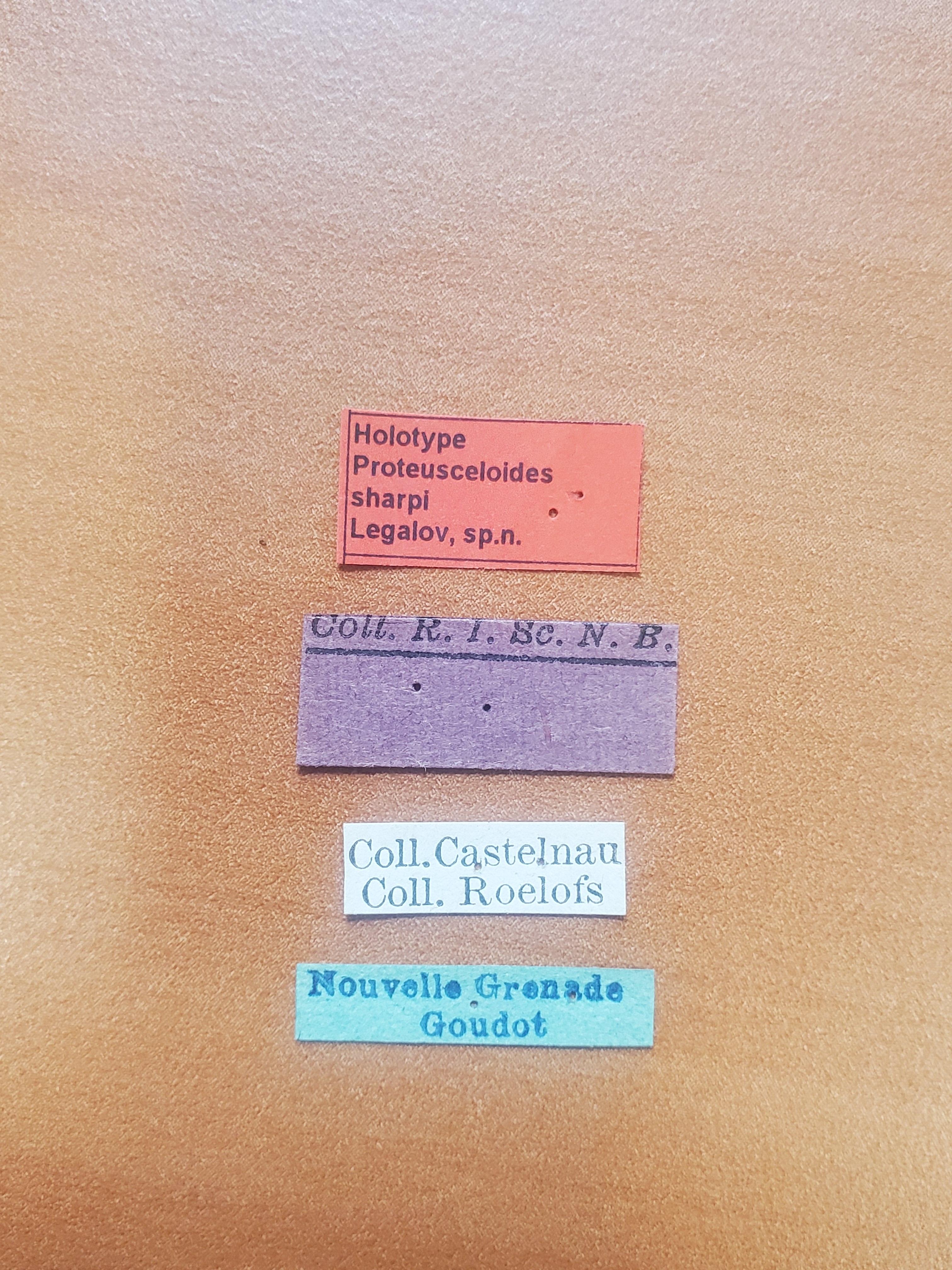 Proteusceloides sharpi ht Labels