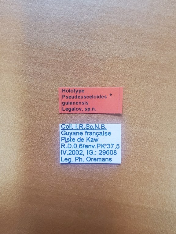 Pseudeusceloides guianensis ht Labels