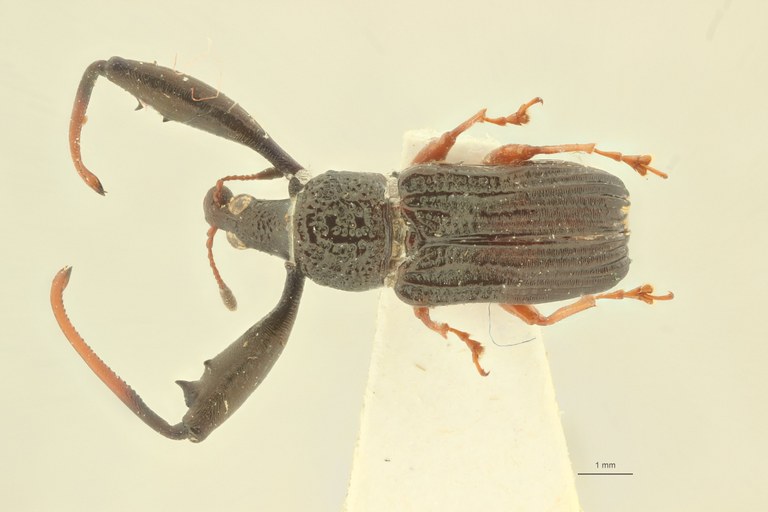 Pseudeusceloides guianensis ht D