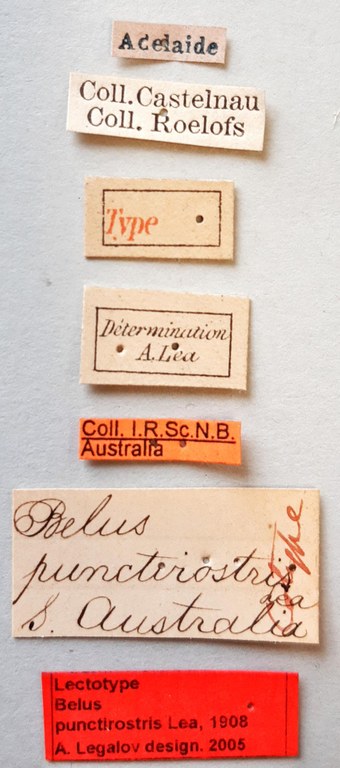 Belus punctirostris Lt labels