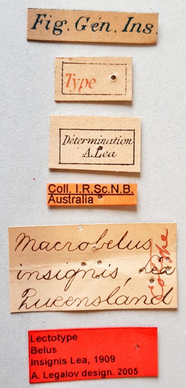 Belus (Macrobelus) insignis Lt labels