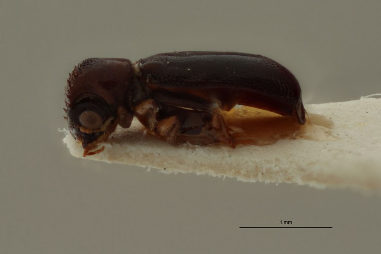 Amintinus ruwenzorius Parallotype L.jpg