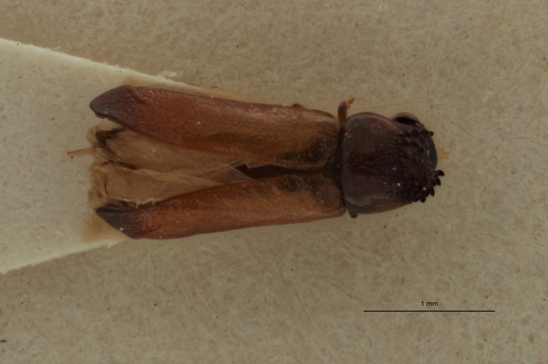 Amintinus tenuis Parallotype D.jpg