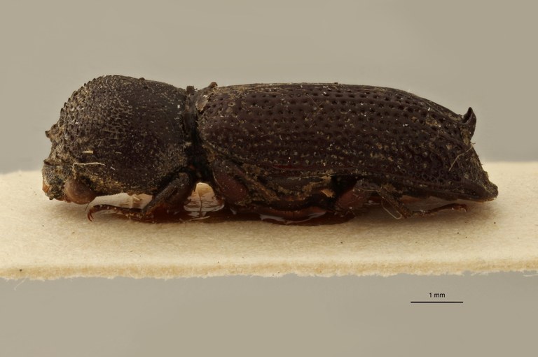 Bostrychus uncipennis pt L
