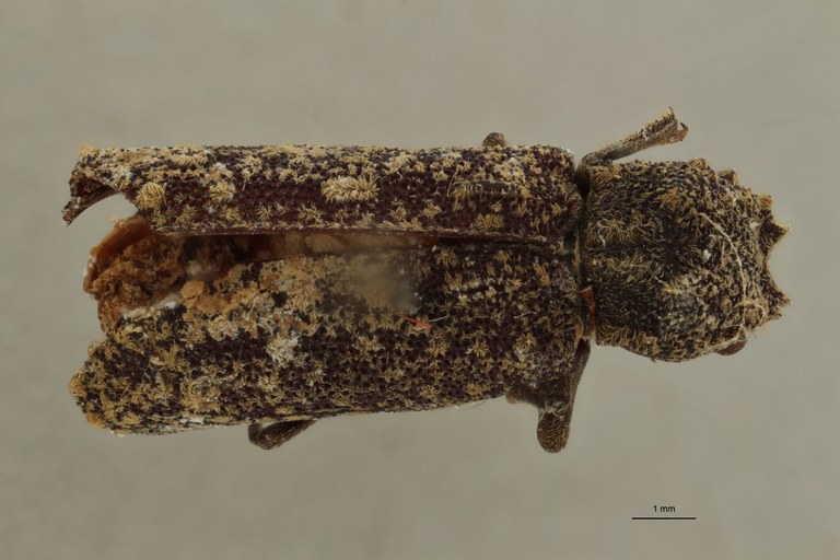 Lichenophanes zanzibaricus pt D