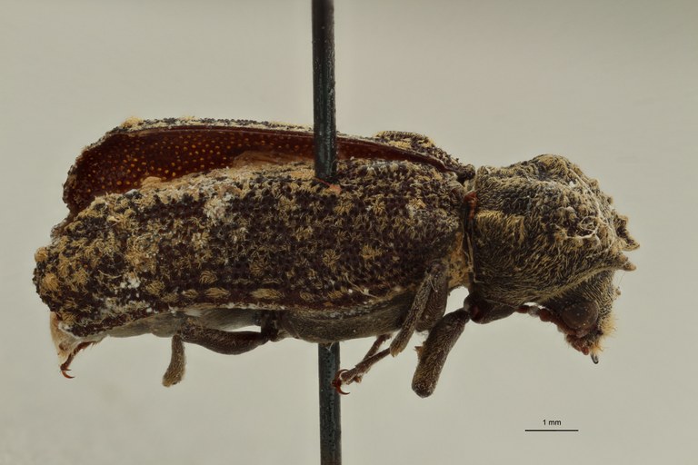 Lichenophanes zanzibaricus pt L