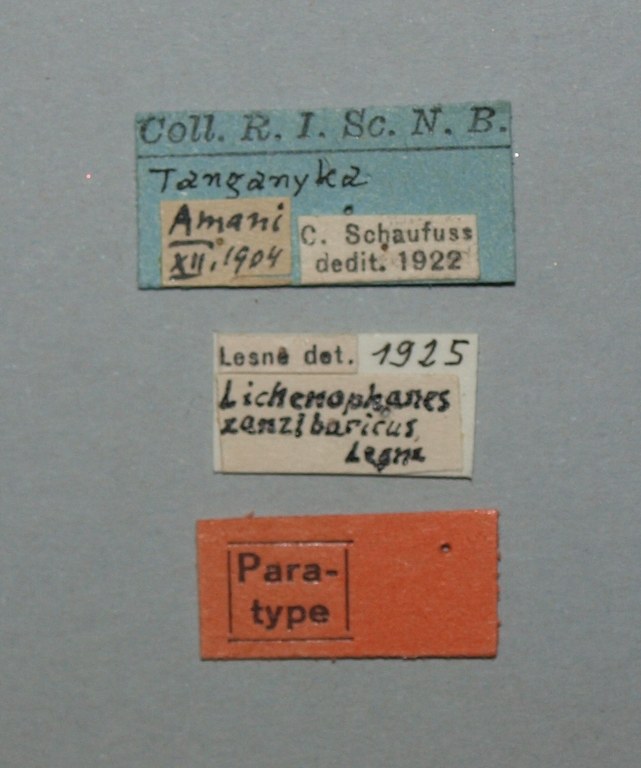 Lichenophanes zanzibaricus pt Lb