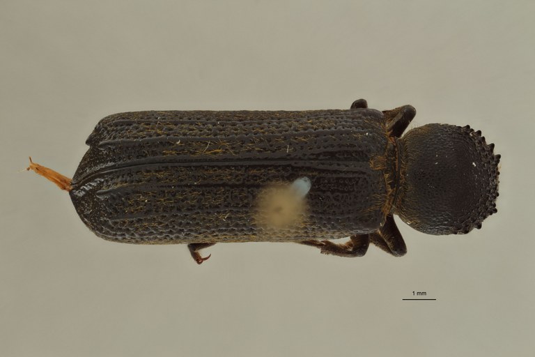 Neoterius pulvinatus kuscheli pt D.jpg