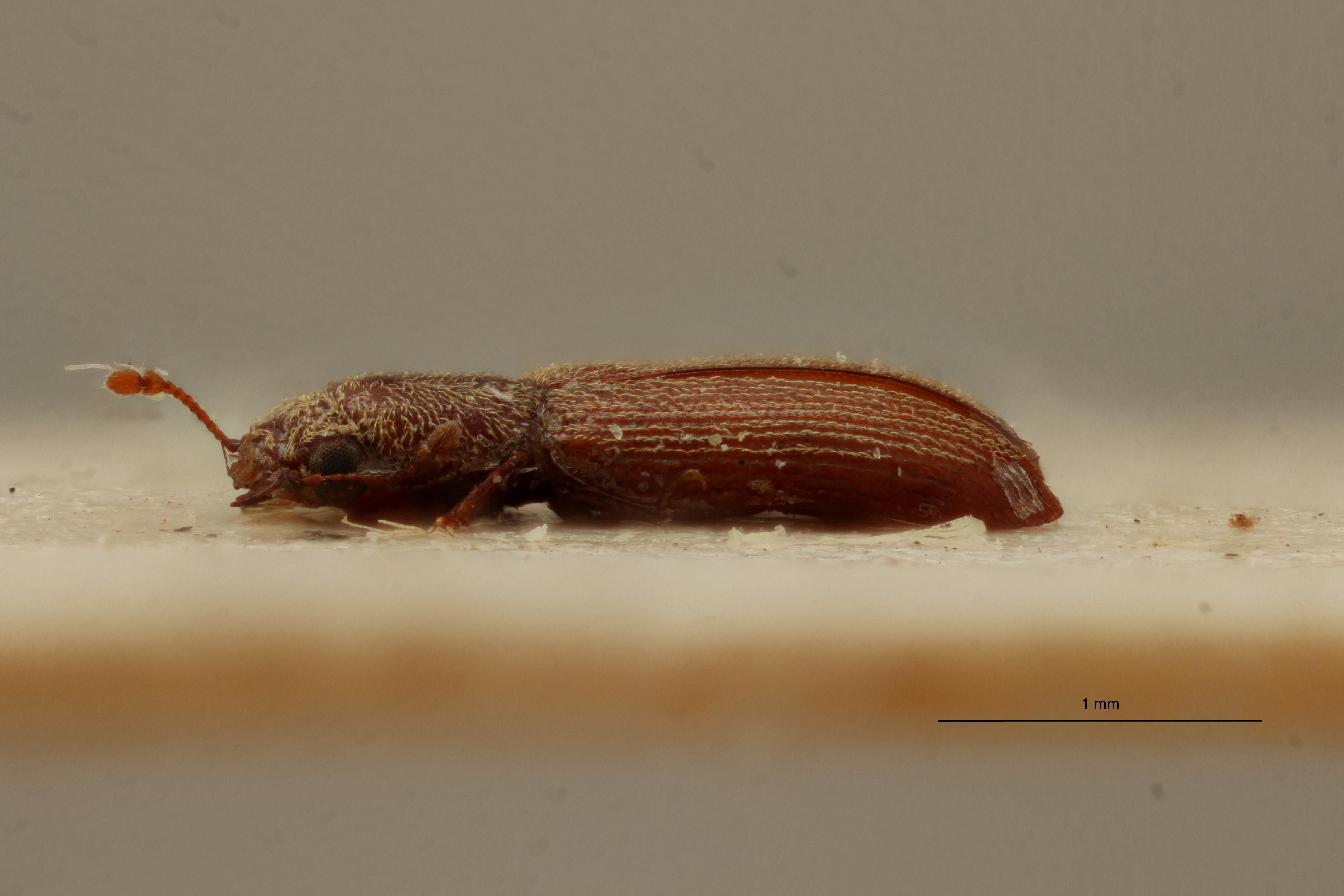 Lyctus chacoensis male pt L.jpg