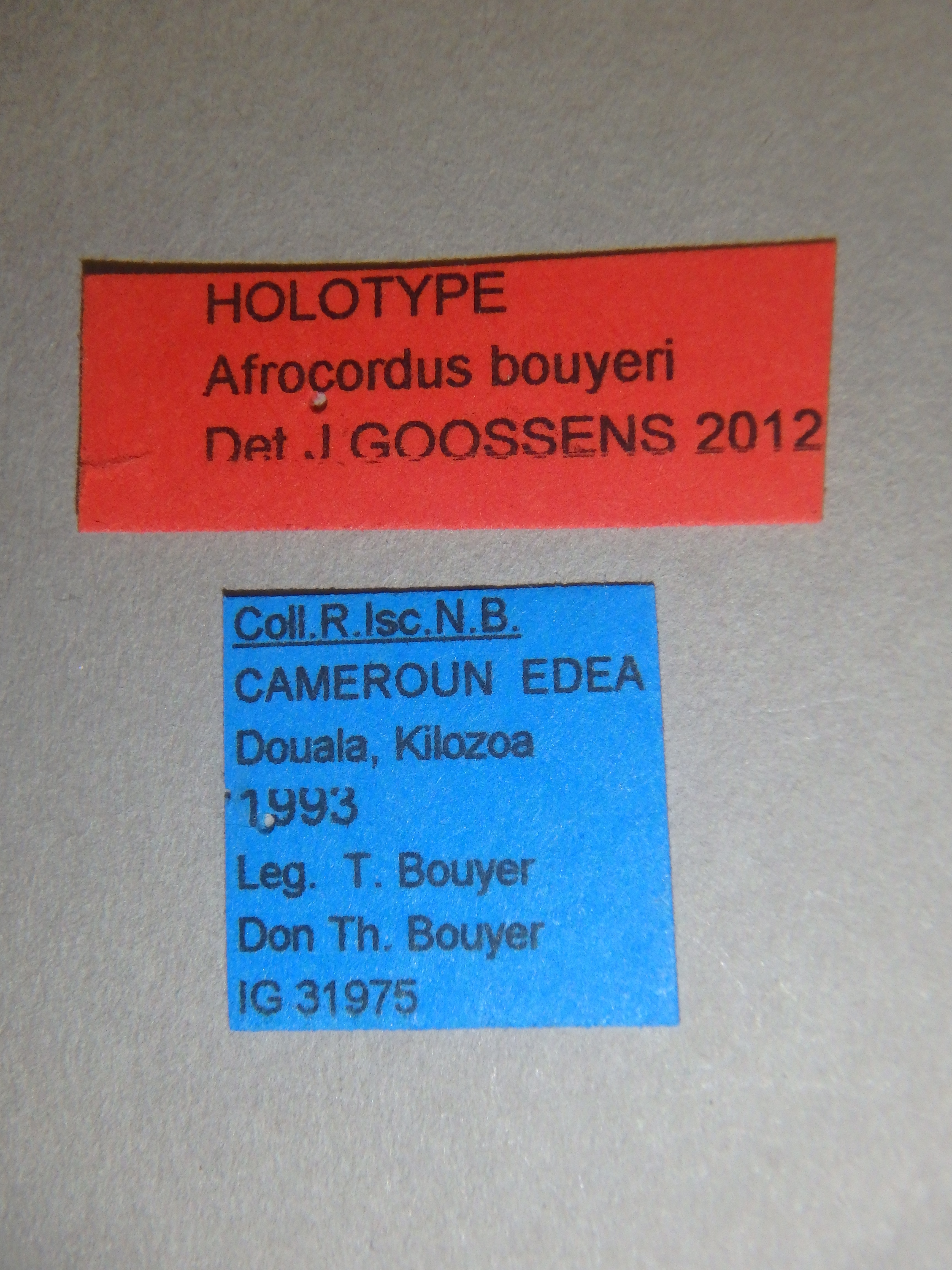 Afrocordus bouyeri ht Labels.jpg