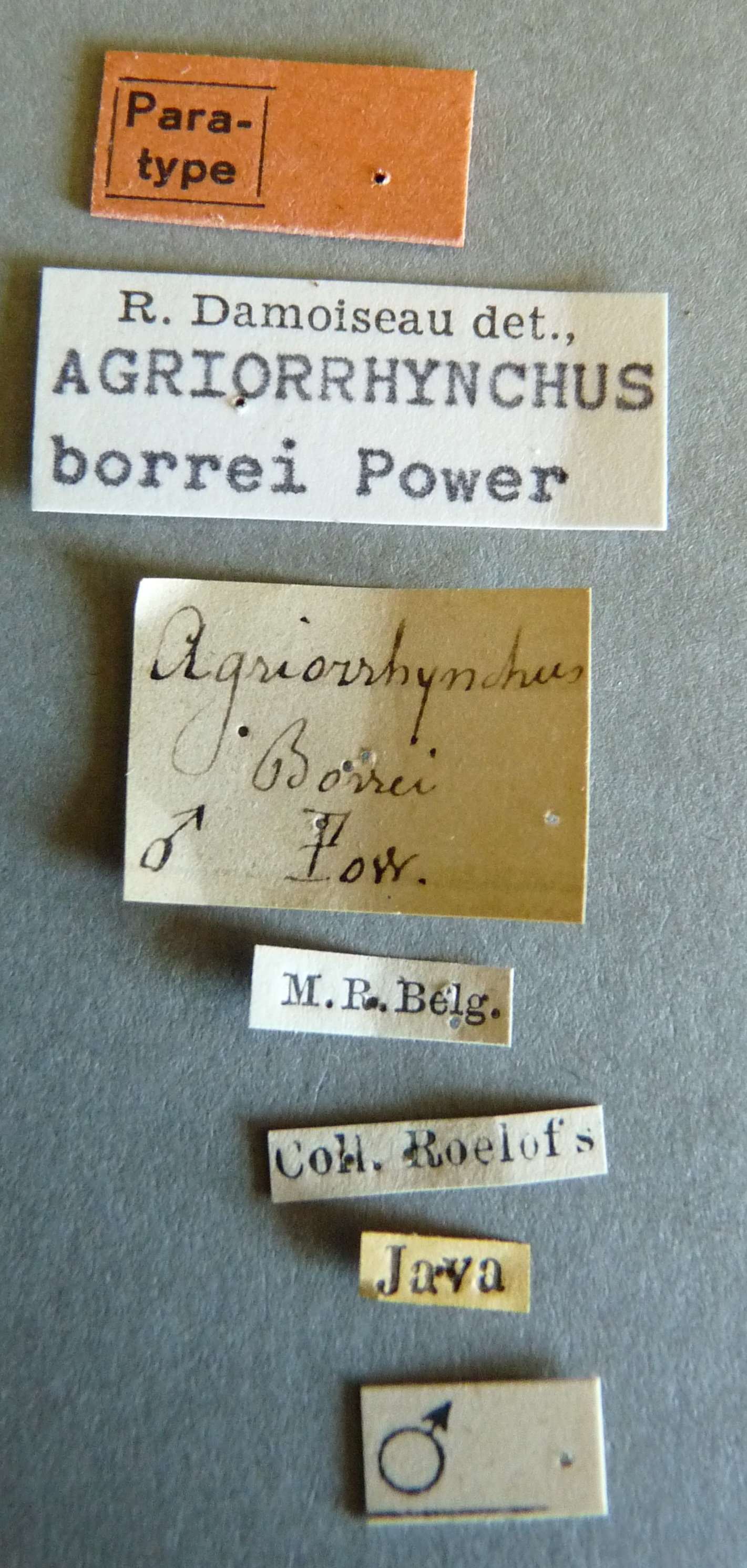 Agriorrhynchus borrei pt Labels.jpg