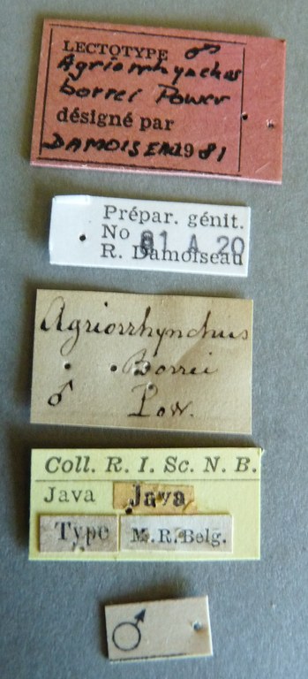 Agriorrhynchus borrei lt Labels.jpg