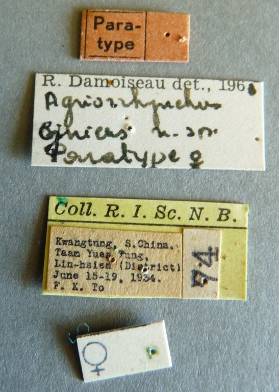 Agriorrhynchus cynicus pt Labels.jpg