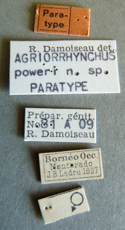 Agriorrhynchus poweri pt Labels.jpg
