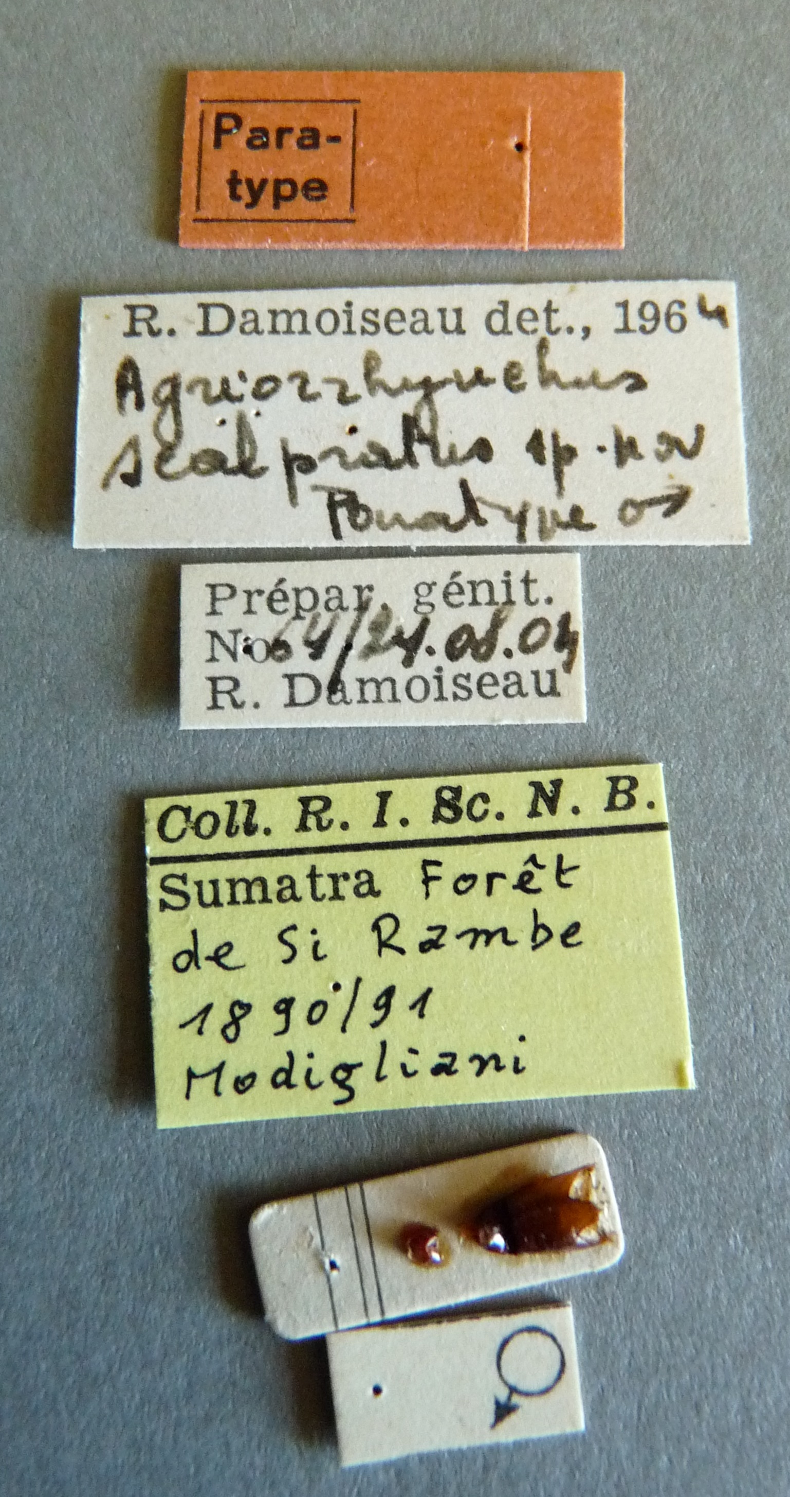 Agriorrhynchus scalpratus pt Labels