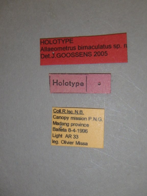 Allaeometrus bimaculatus ht Labels.jpg