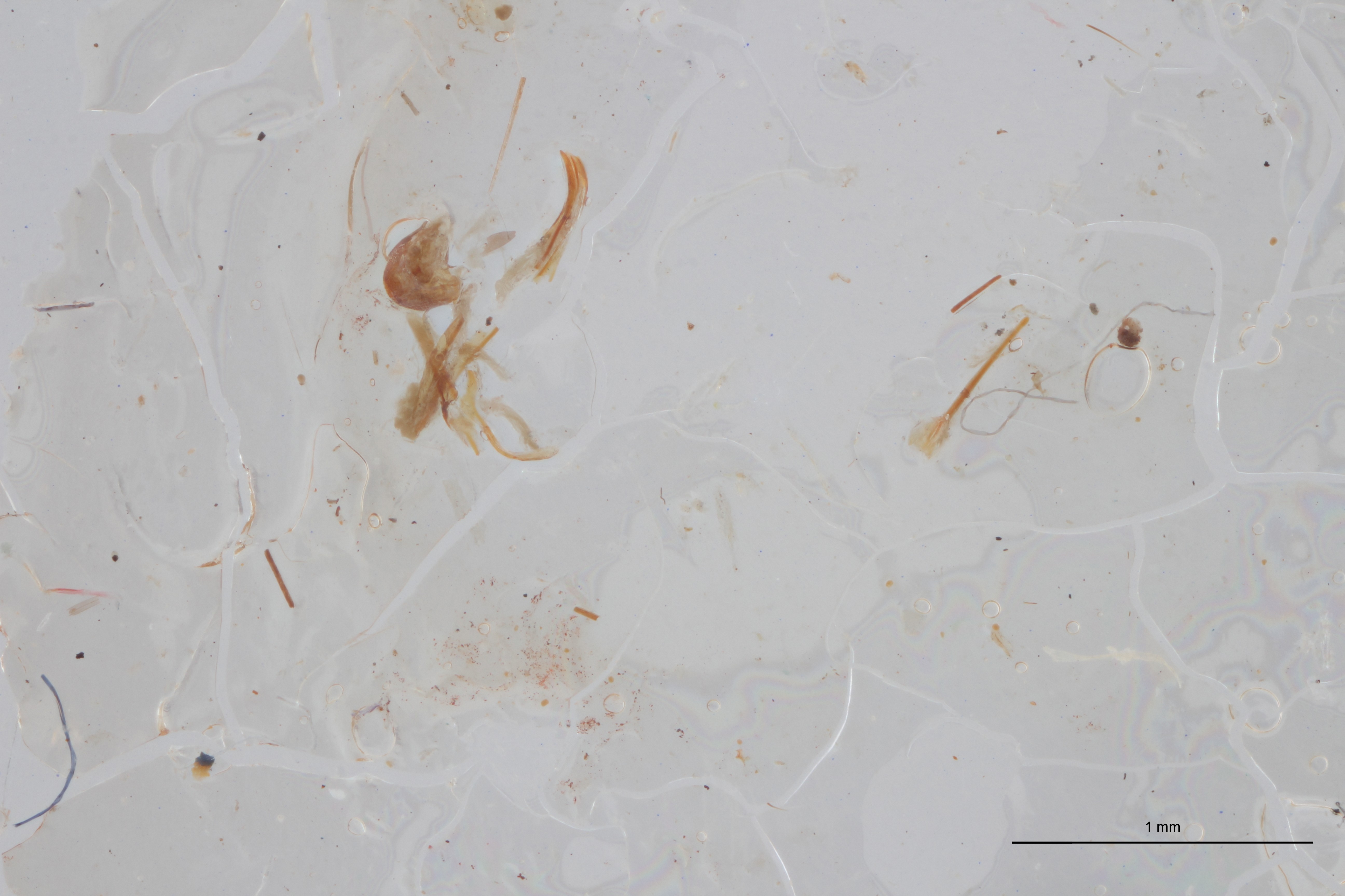 Allaeometrus bimaculatus pt Dge ZS PMax Scaled.jpeg