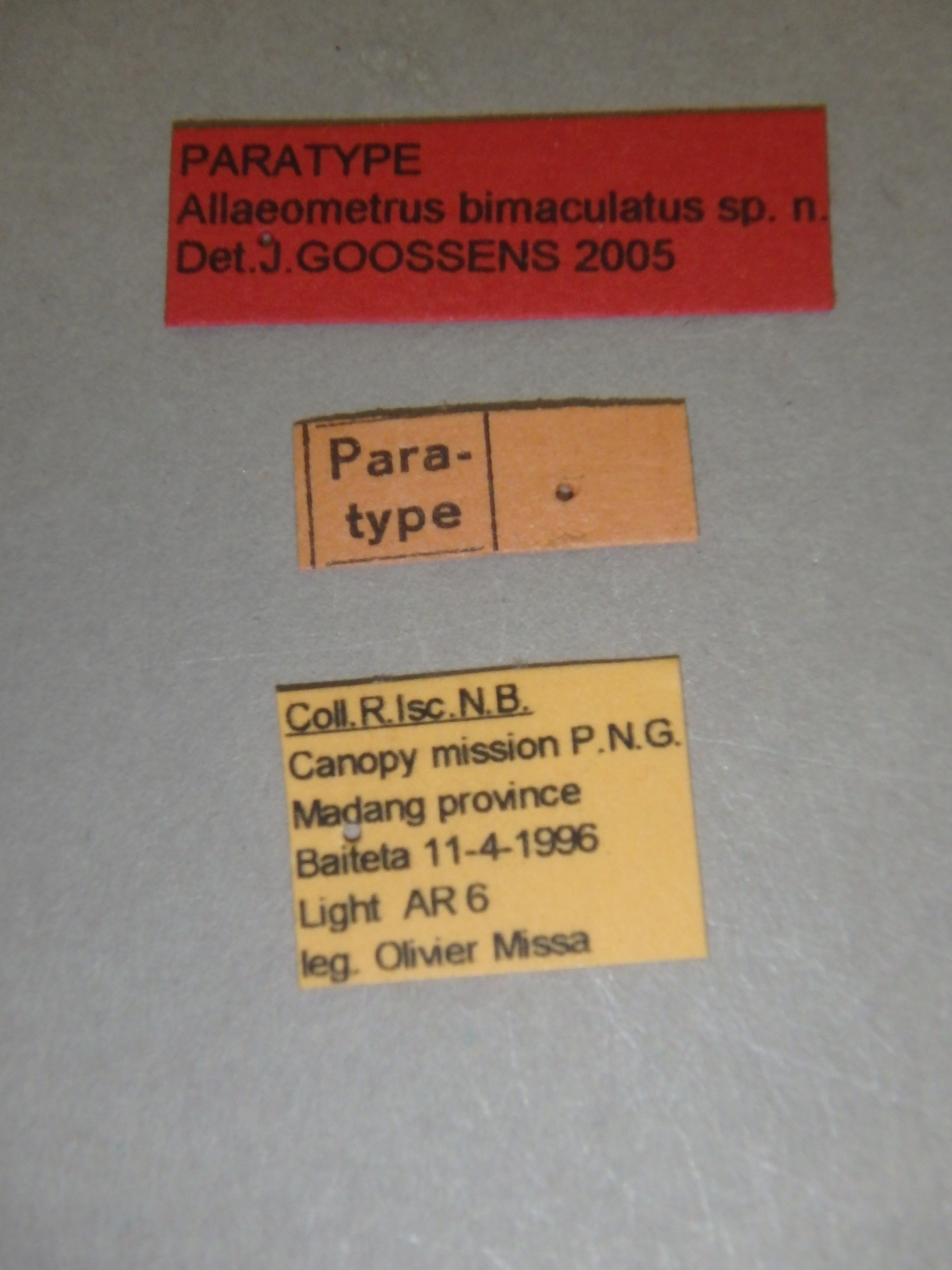 Allaeometrus bimaculatus pt Labels.jpg